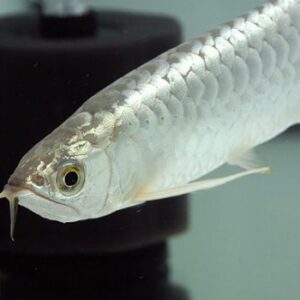Silver Arowana (Osteoglossum bicirrhosum)