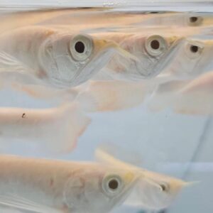 The Albino Chocolate Crossbelly Silver Arowana (Osteoglossum bicirrhosum)