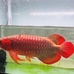 The Chili Red Arowana (Scleropages formosus)