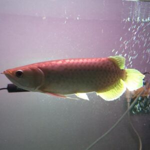 The Green Arowana (Scleropages formosus)