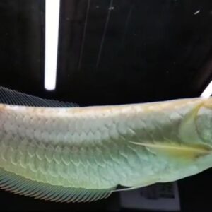 The Platinum Jardini Arowana (Scleropages jardinii)