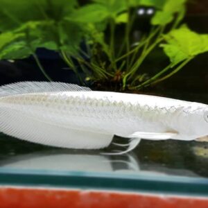 The Platinum Silver Arowana Fish