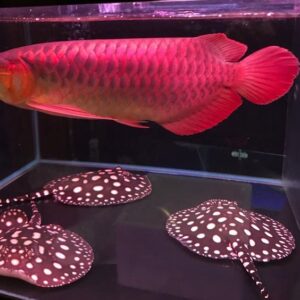 The Red Asian Arowana Fish