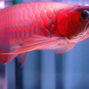 The VIP Super Red Arowana Fish