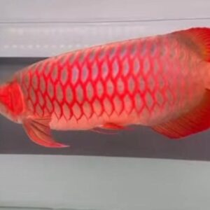 The Super Red Arowana Fish