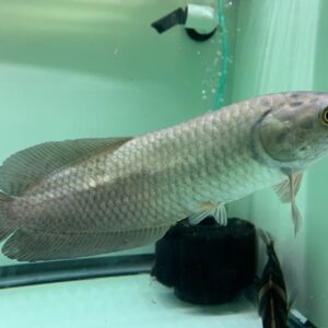 The African Arowana (Heterotis niloticus)