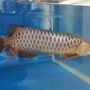 Malaysian Golden Arowana